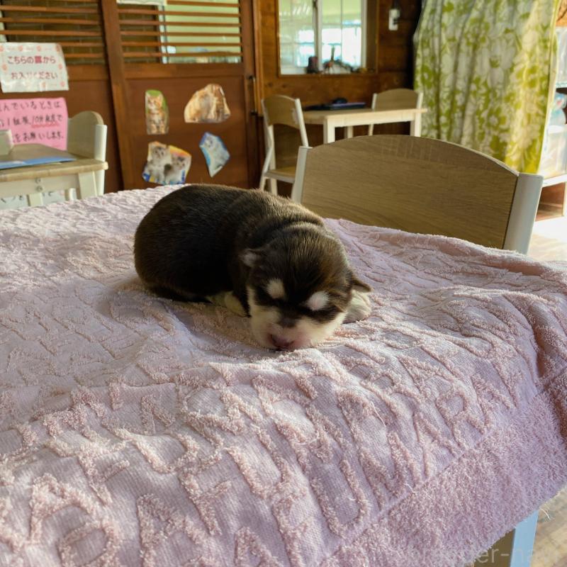 販売中の長野県のアラスカンマラミュート-444114の3枚目