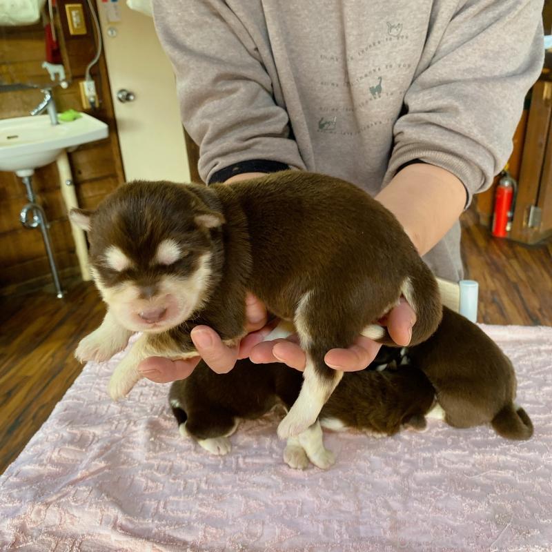 販売中の長野県のアラスカンマラミュート-444114