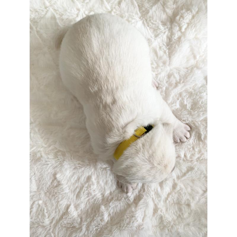 販売中の長野県のラブラドールレトリーバー-444116の3枚目