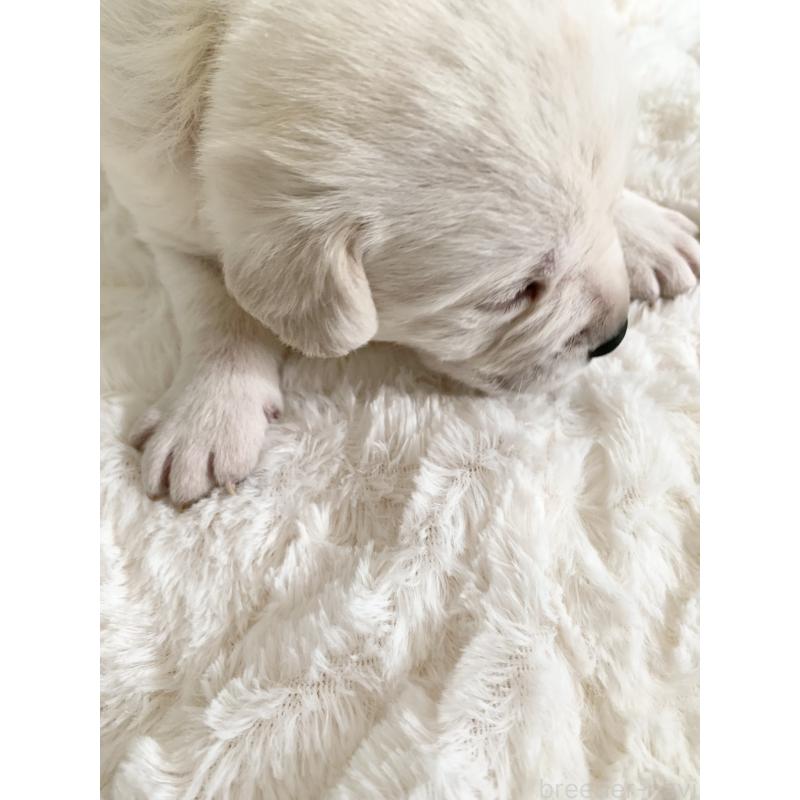 販売中の長野県のラブラドールレトリーバー-444116の2枚目