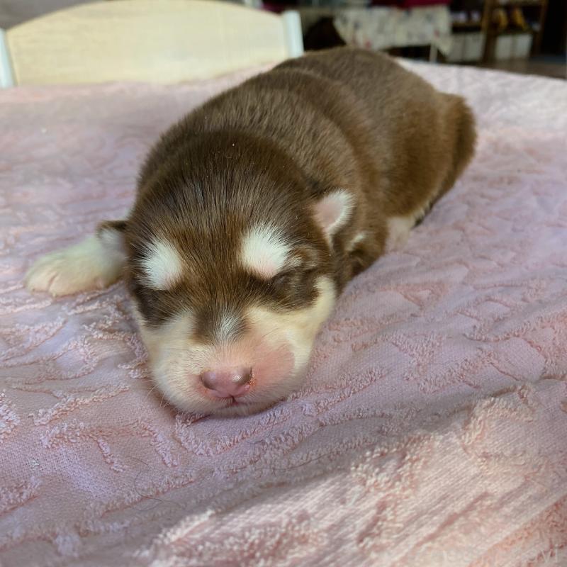 販売中の長野県のアラスカンマラミュート-444115の4枚目