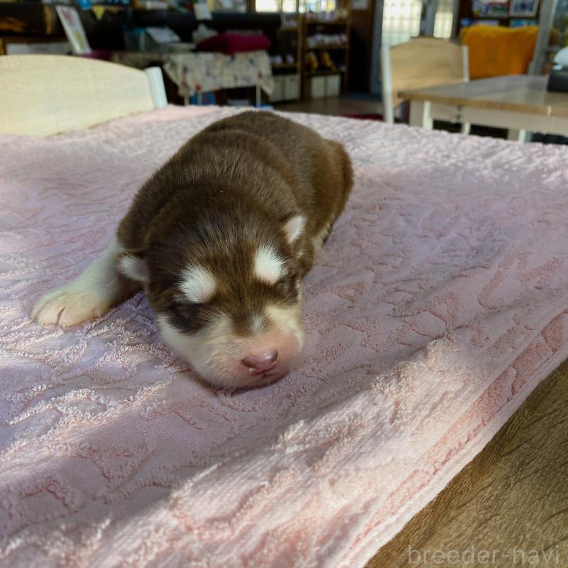 販売中の長野県のアラスカンマラミュート-444115の3枚目