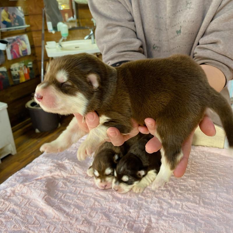 販売中の長野県のアラスカンマラミュート-444115の2枚目