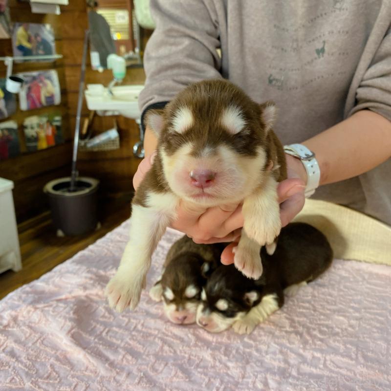 販売中の長野県のアラスカンマラミュート-444115