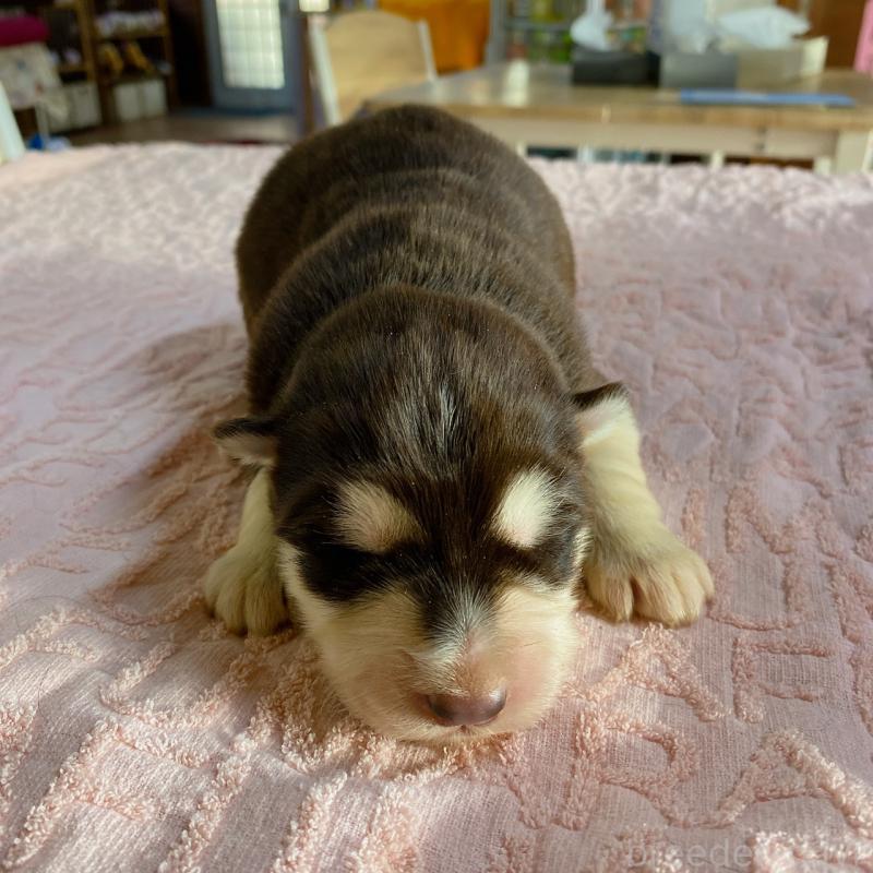 販売中の長野県のアラスカンマラミュート-444117の4枚目