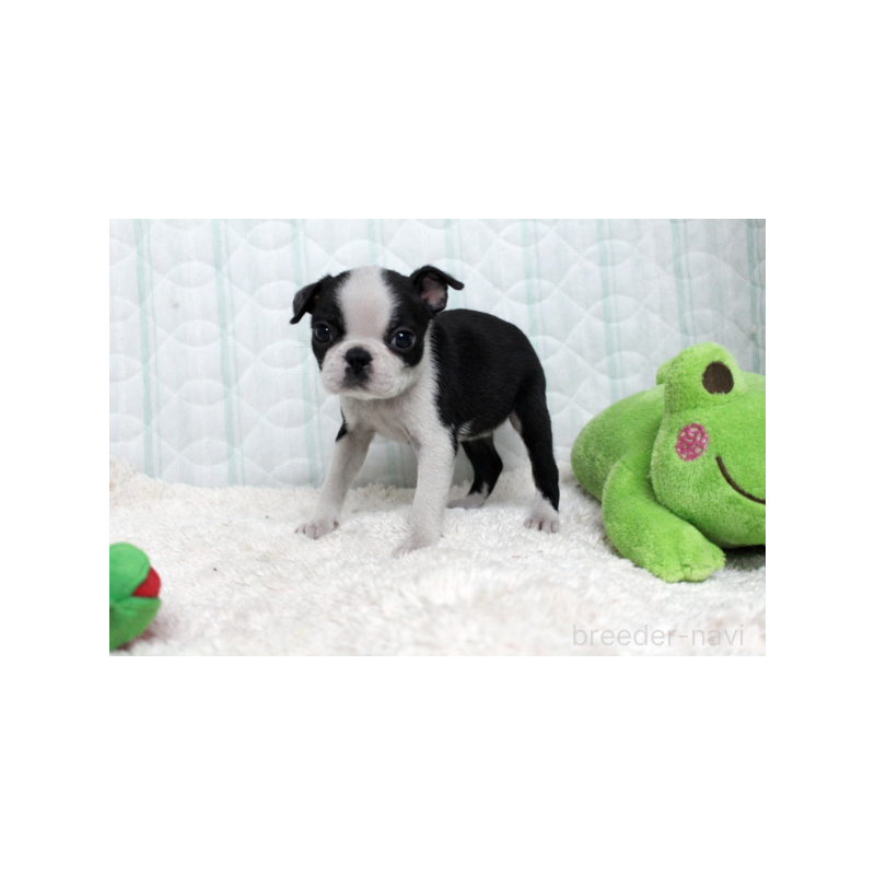 販売中の栃木県のボストンテリア-444118の4枚目