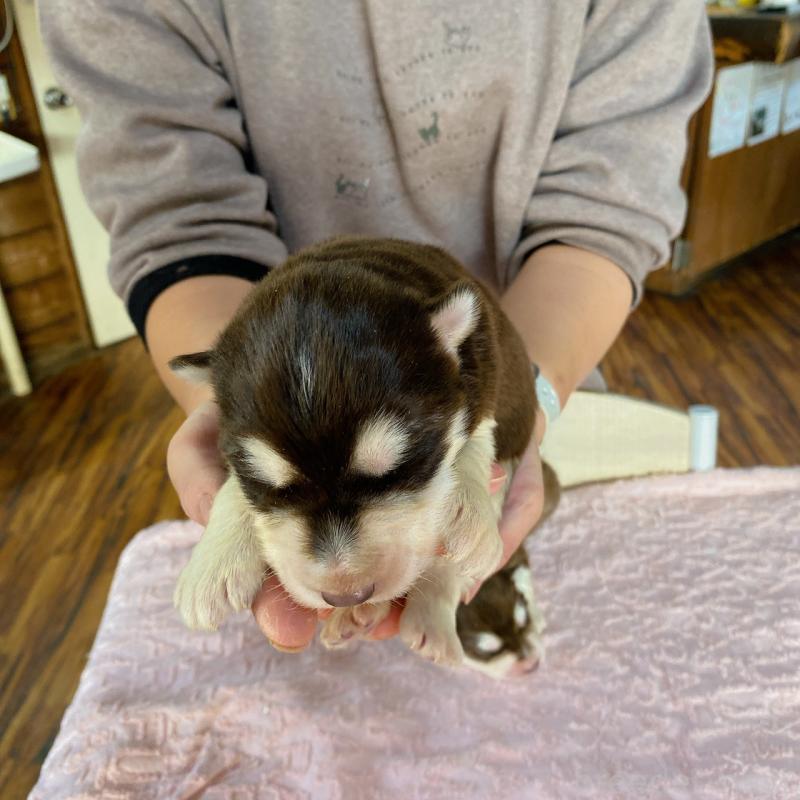 販売中の長野県のアラスカンマラミュート-444117の2枚目