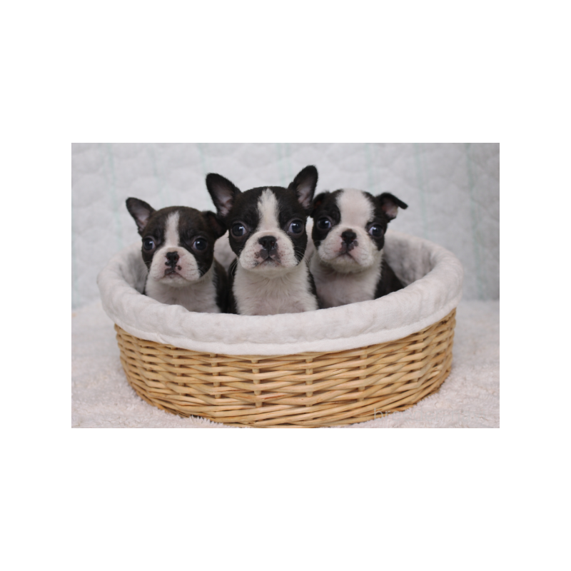 販売中の栃木県のボストンテリア-444118の3枚目