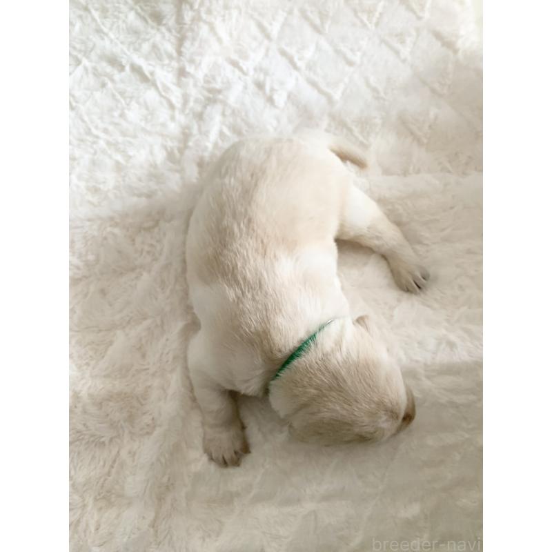 販売中の長野県のラブラドールレトリーバー-444120の3枚目