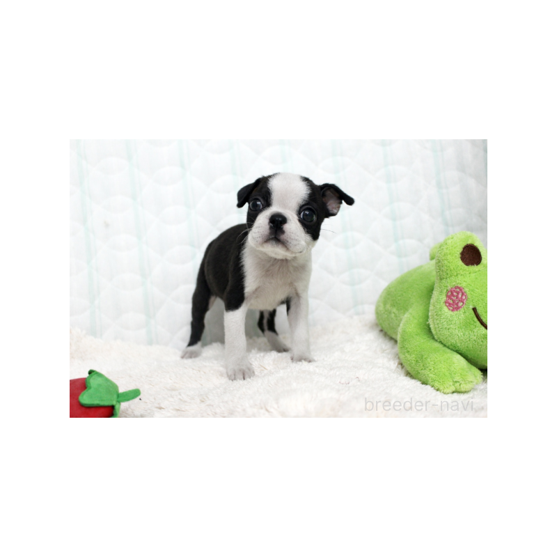 販売中の栃木県のボストンテリア-444118の2枚目