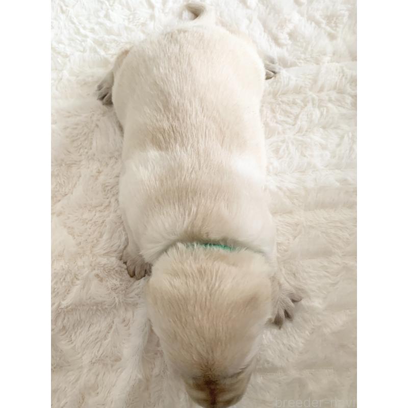 販売中の長野県のラブラドールレトリーバー-444120の2枚目