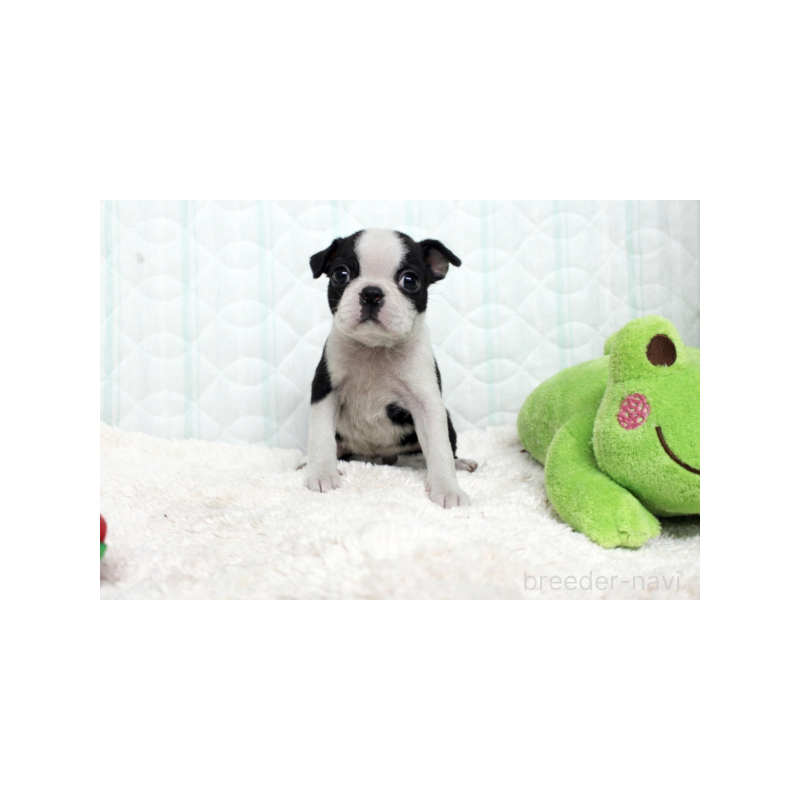 販売中の栃木県のボストンテリア-444118