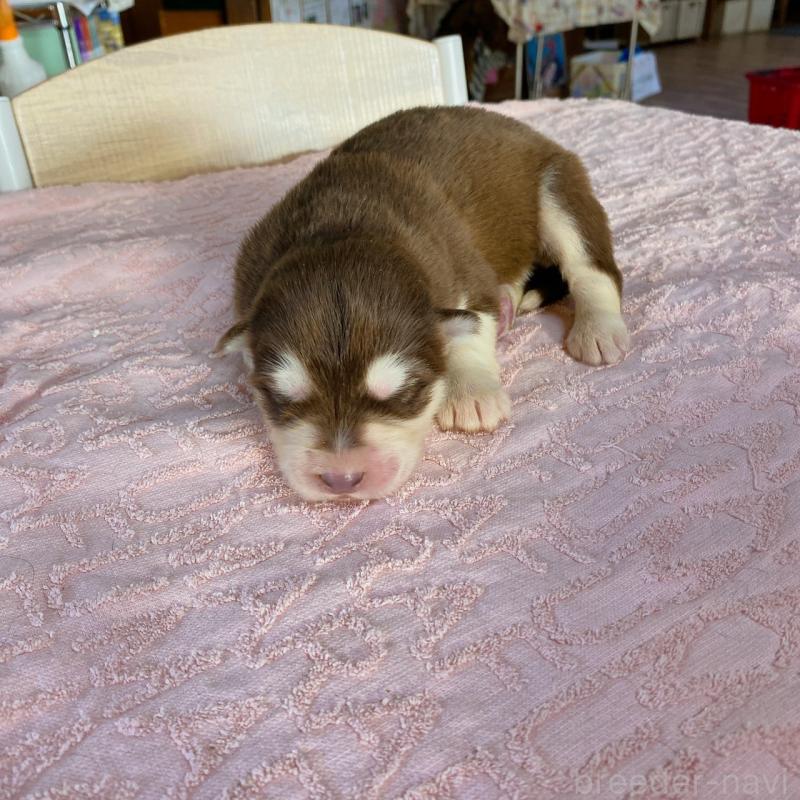 販売中の長野県のアラスカンマラミュート-444119の4枚目