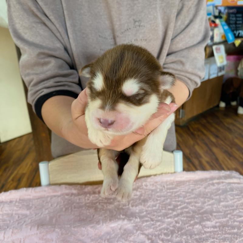 販売中の長野県のアラスカンマラミュート-444119の2枚目