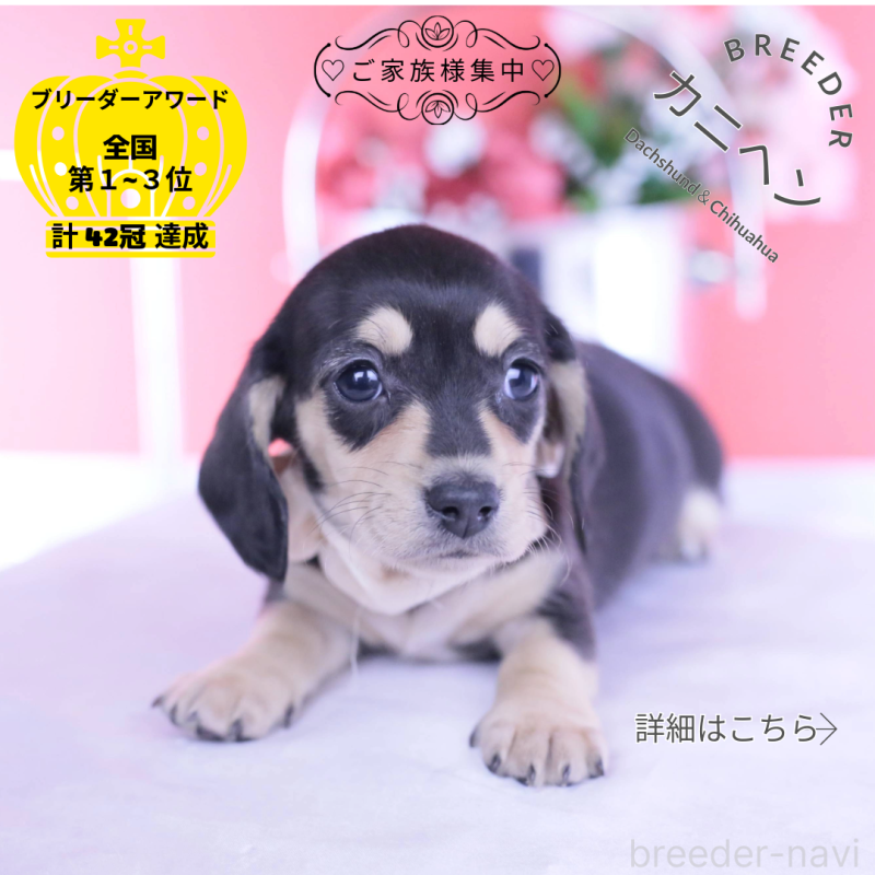 販売中の愛知県のカニンヘンダックスフンド(スムースヘアード)-440917