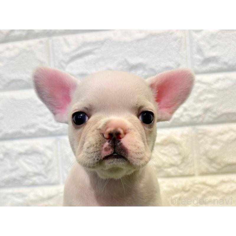 販売中の愛知県のフレンチブルドッグ-434908の1枚目