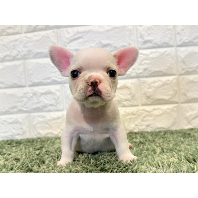 販売中の愛知県のフレンチブルドッグ-434908の4枚目