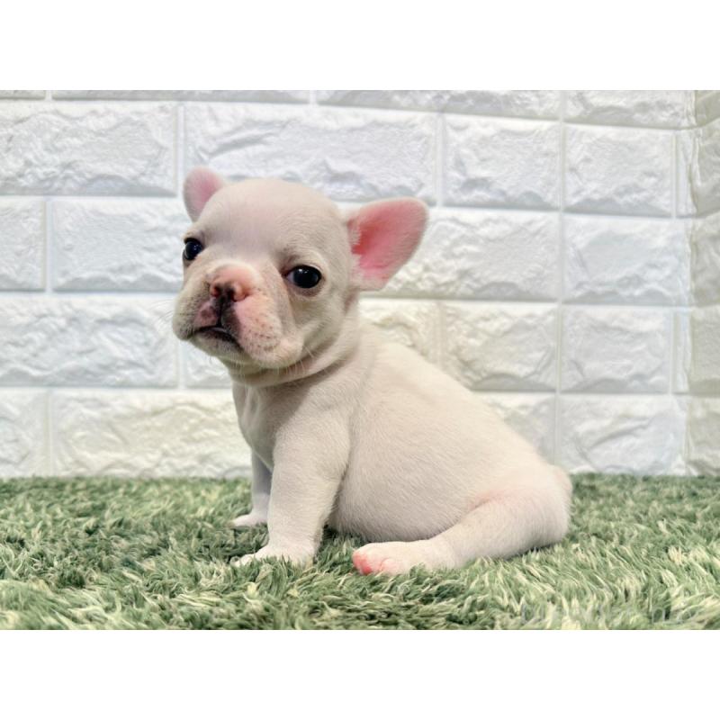 販売中の愛知県のフレンチブルドッグ-434908の3枚目
