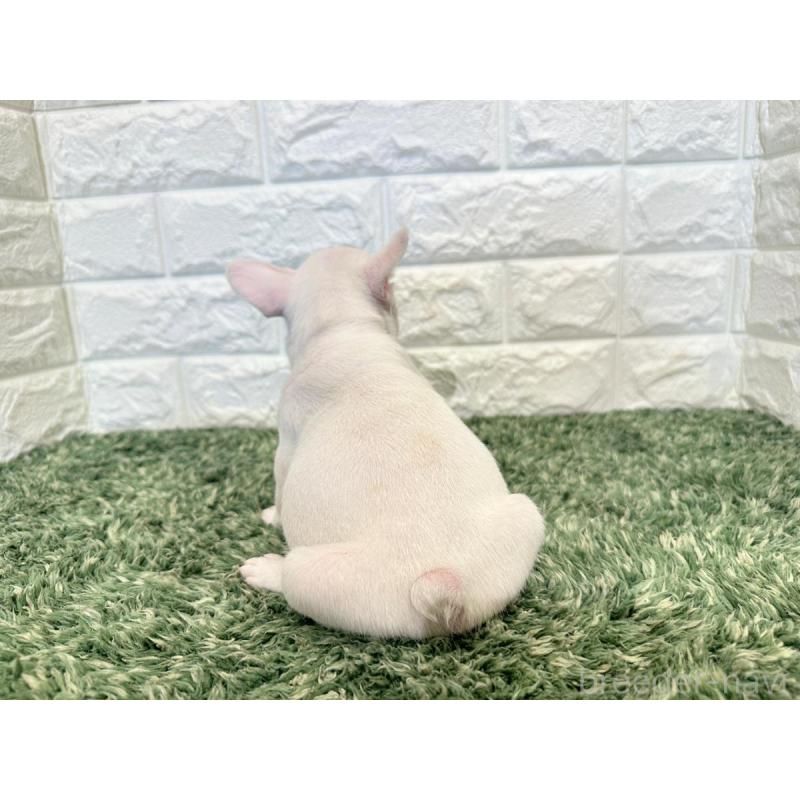 販売中の愛知県のフレンチブルドッグ-434908の2枚目