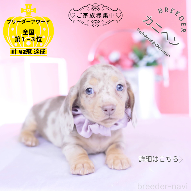 販売中の愛知県のカニンヘンダックスフンド(スムースヘアード)-440910