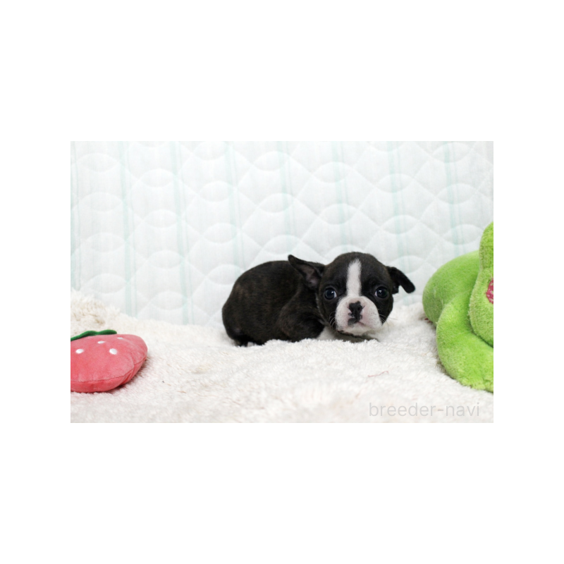 販売中の栃木県のボストンテリア-444121の4枚目