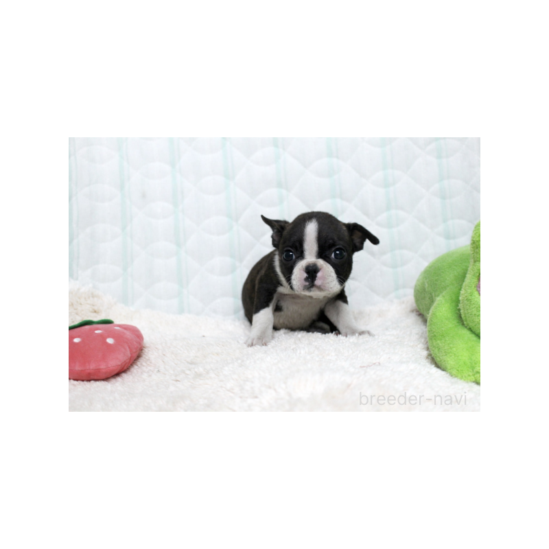 販売中の栃木県のボストンテリア-444121