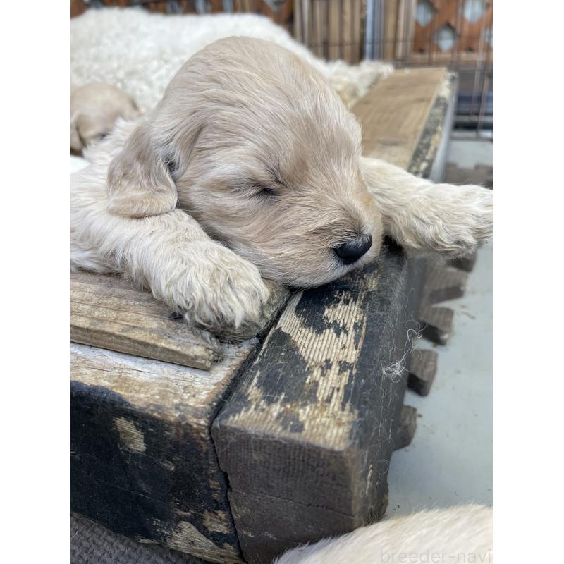 販売中の栃木県のゴールデンドゥードル:ゴールデンレトリーバー×プードル-439382の3枚目
