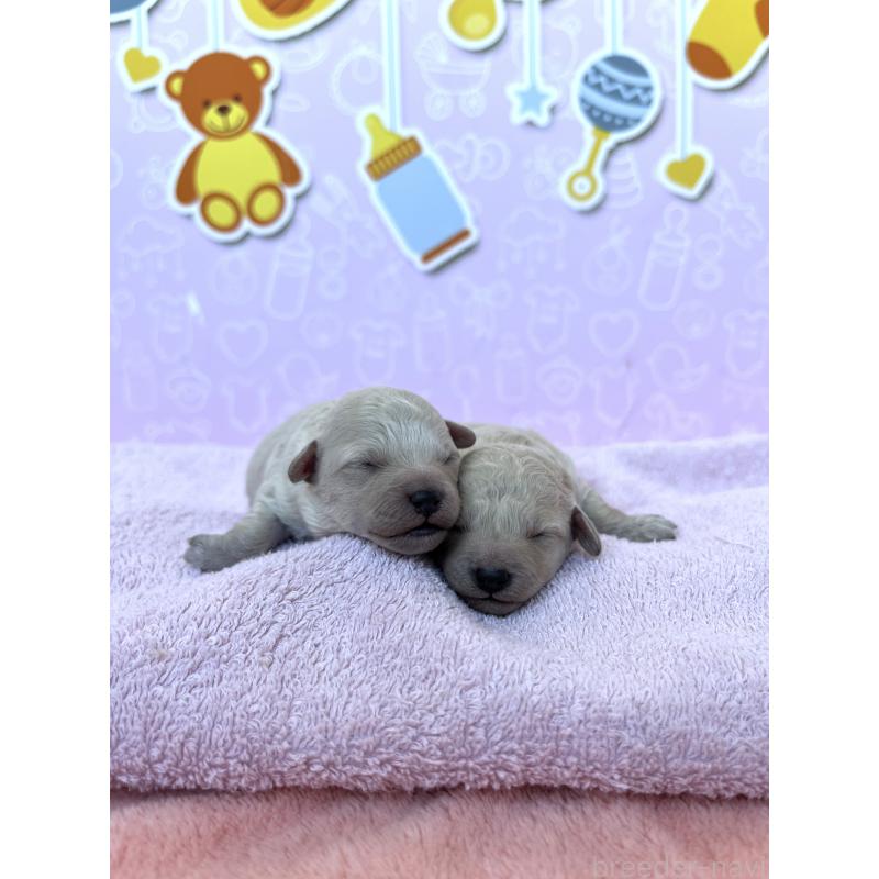 販売中の東京都のトイプードル-444125の8枚目