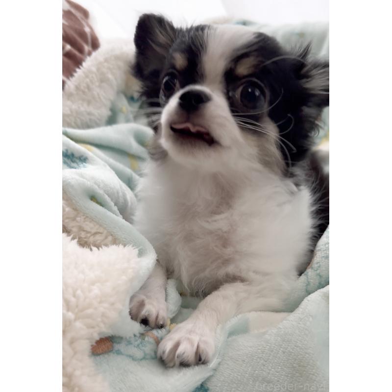 販売中の福岡県のチワワ(ロングコート)-435001の9枚目