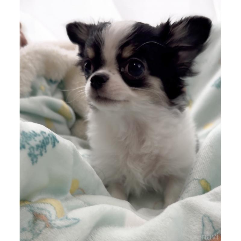 販売中の福岡県のチワワ(ロングコート)-435001の8枚目