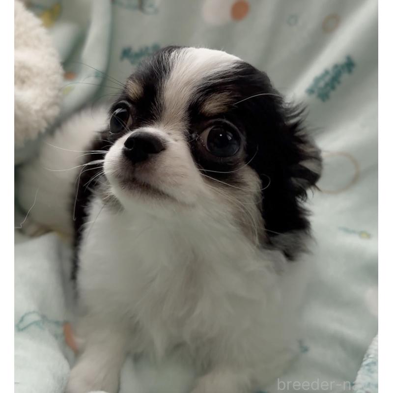 販売中の福岡県のチワワ(ロングコート)-435001の7枚目