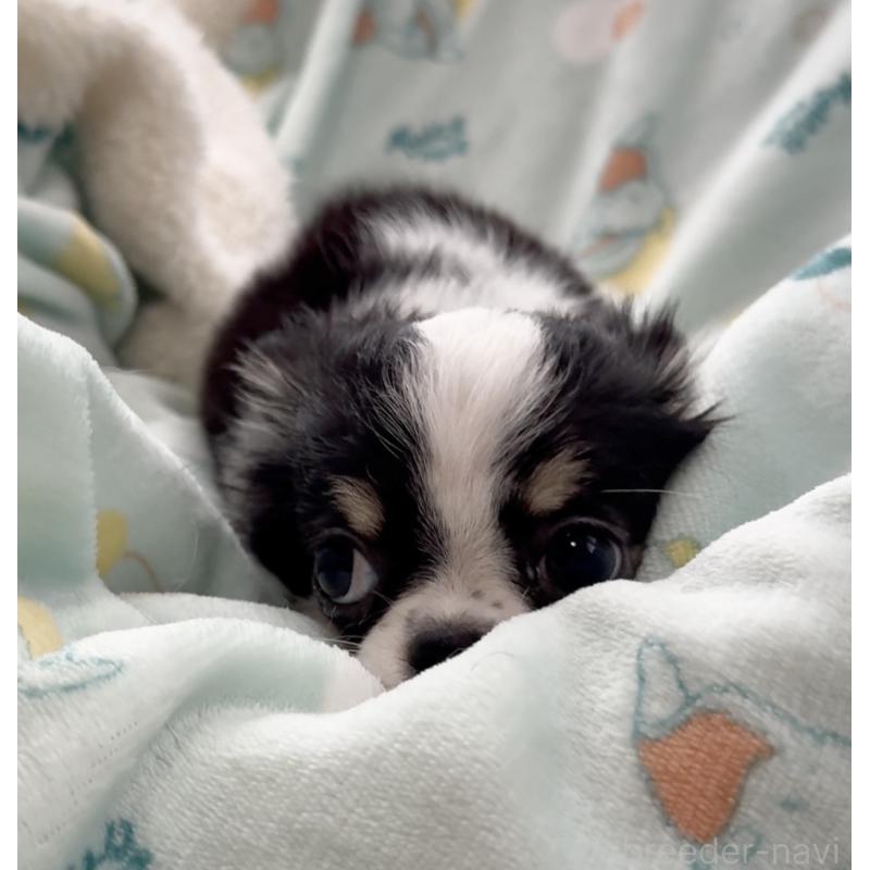 販売中の福岡県のチワワ(ロングコート)-435001の6枚目