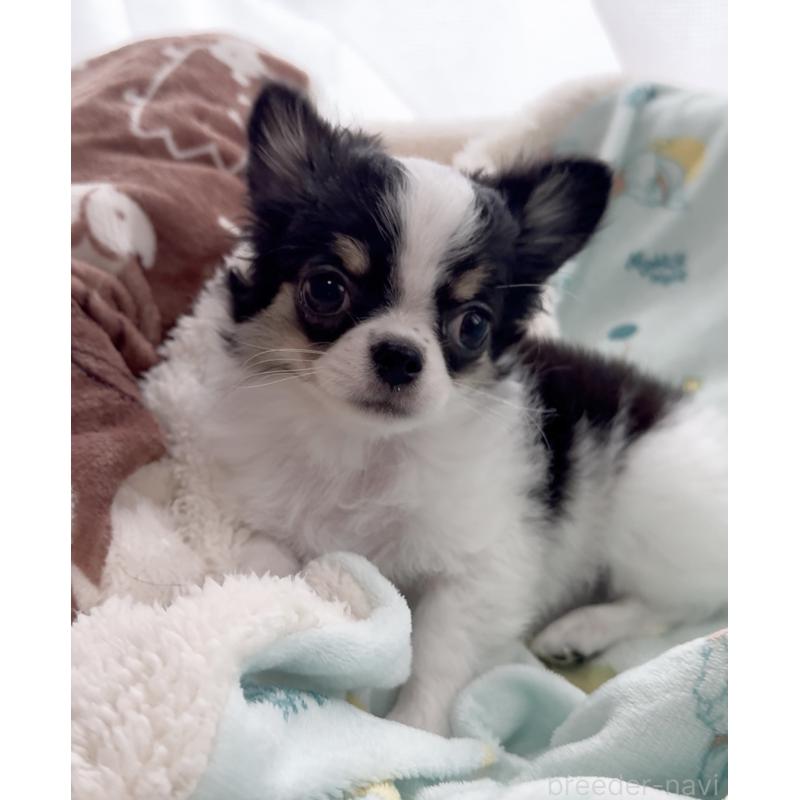 販売中の福岡県のチワワ(ロングコート)-435001の5枚目