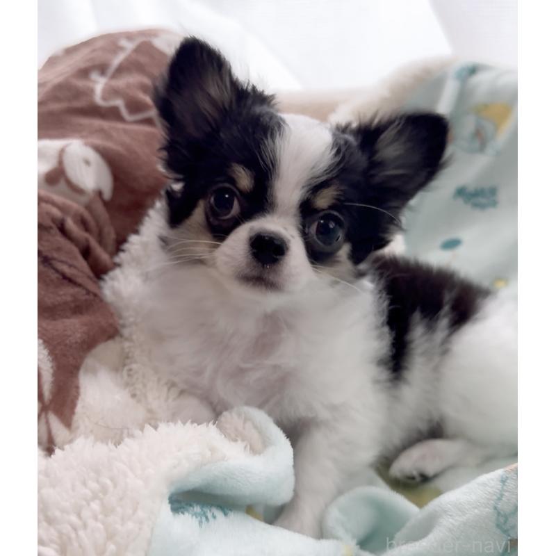 販売中の福岡県のチワワ(ロングコート)-435001の4枚目