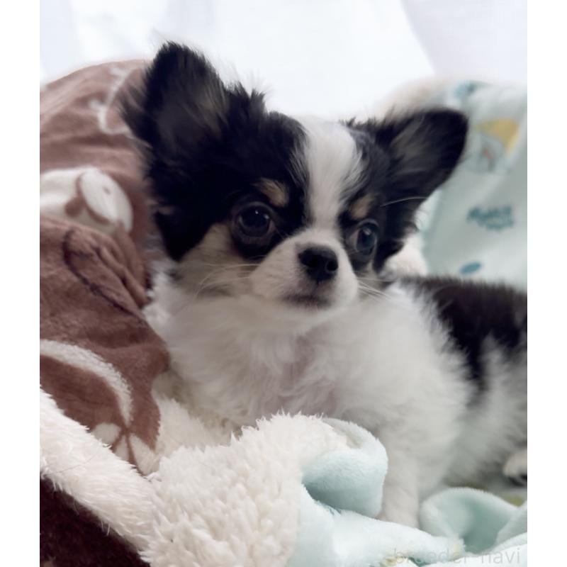 販売中の福岡県のチワワ(ロングコート)-435001の3枚目