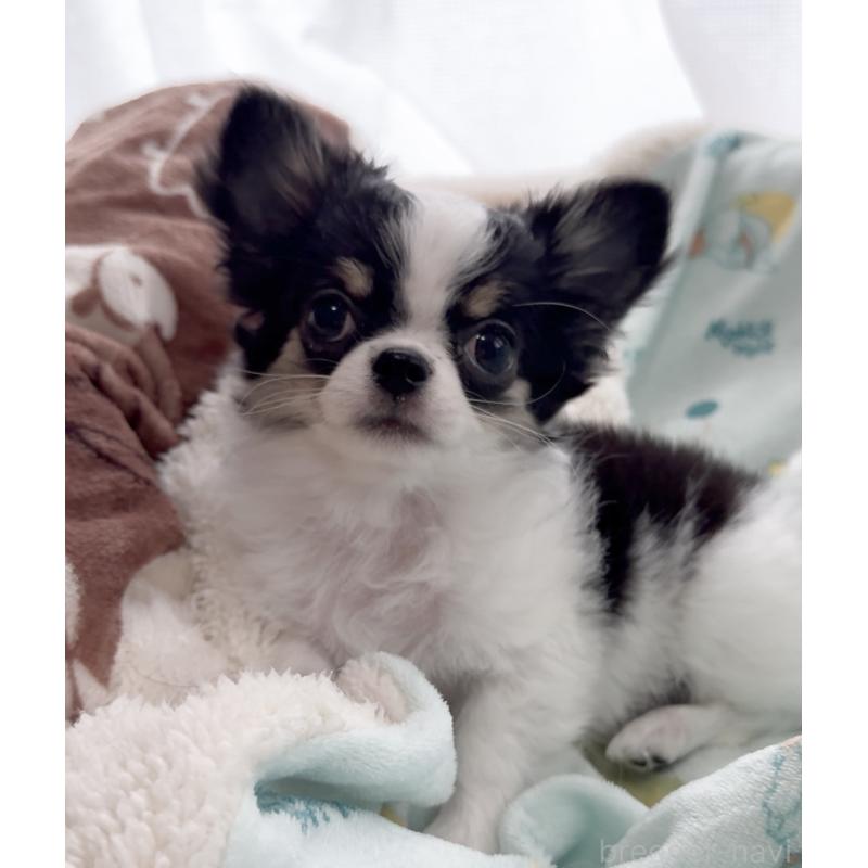 販売中の福岡県のチワワ(ロングコート)-435001の2枚目