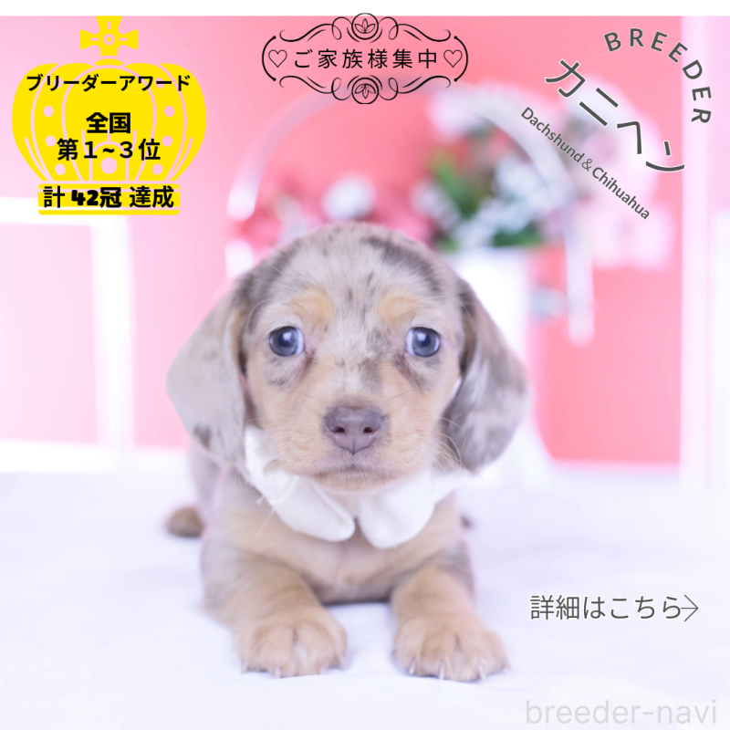 販売中の愛知県のカニンヘンダックスフンド(スムースヘアード)-440912