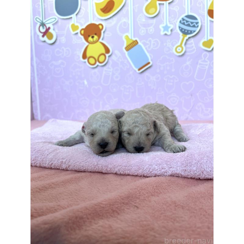 販売中の東京都のトイプードル-444125の7枚目