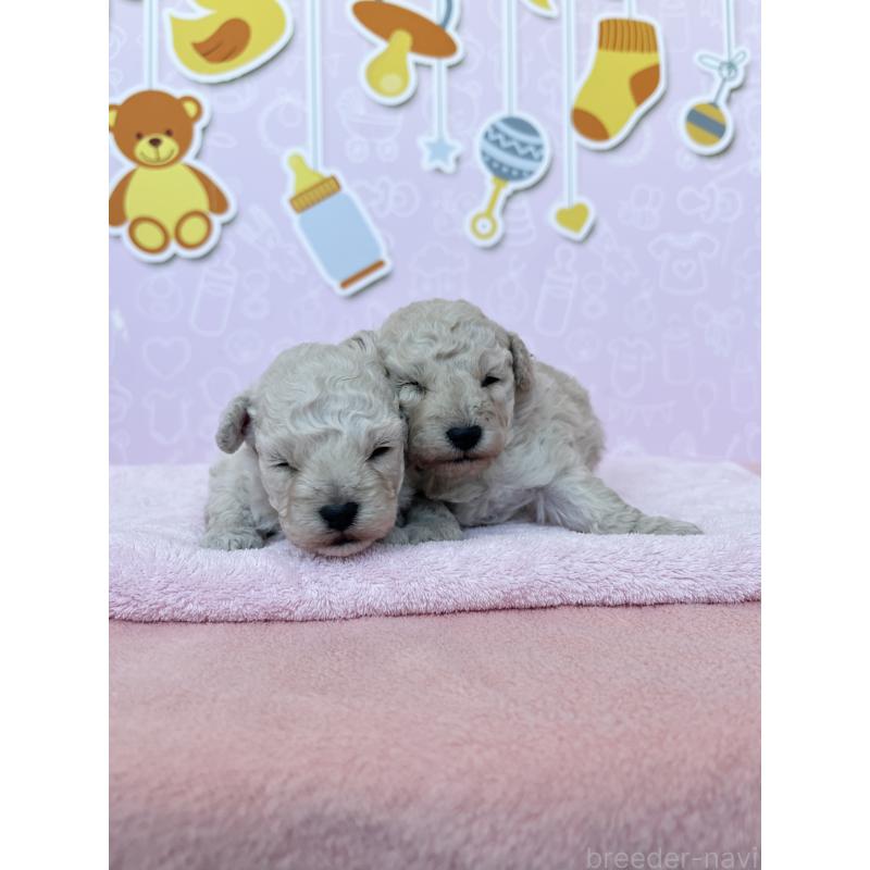 販売中の東京都のトイプードル-444125の6枚目