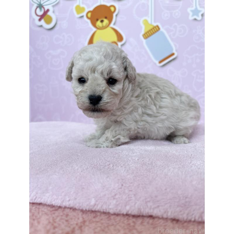 販売中の東京都のトイプードル-444125の5枚目