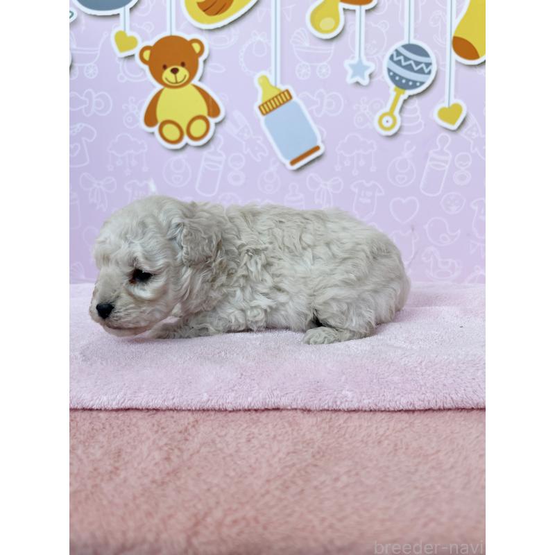 販売中の東京都のトイプードル-444125の4枚目