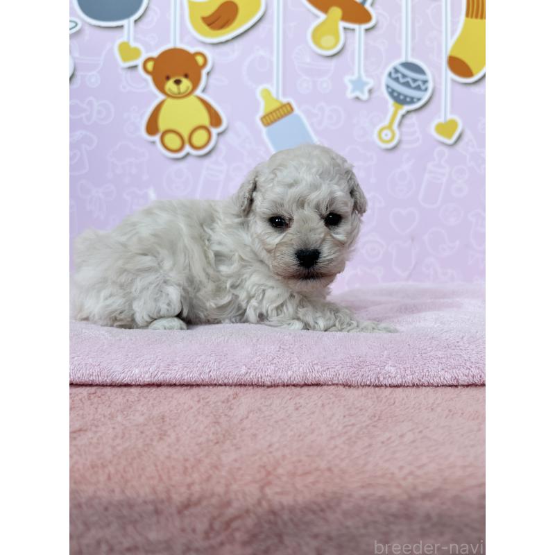 販売中の東京都のトイプードル-444125の3枚目