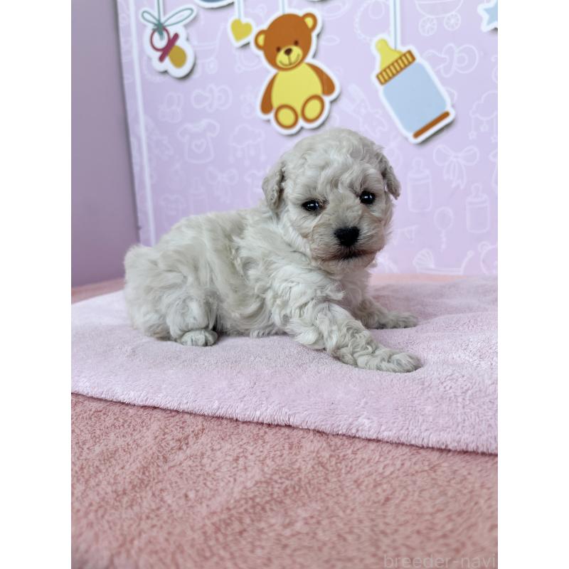 販売中の東京都のトイプードル-444125の2枚目