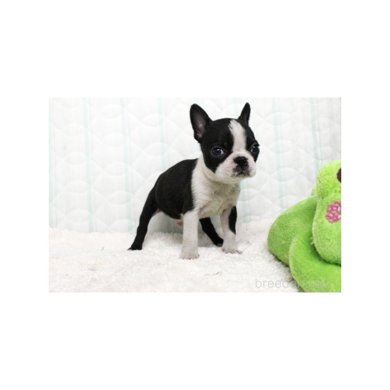 販売中の栃木県のボストンテリア-444122の5枚目