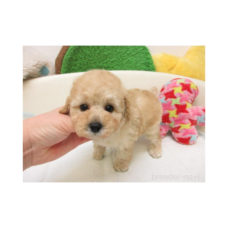 販売中の大阪府のトイプードル-444123の2枚目