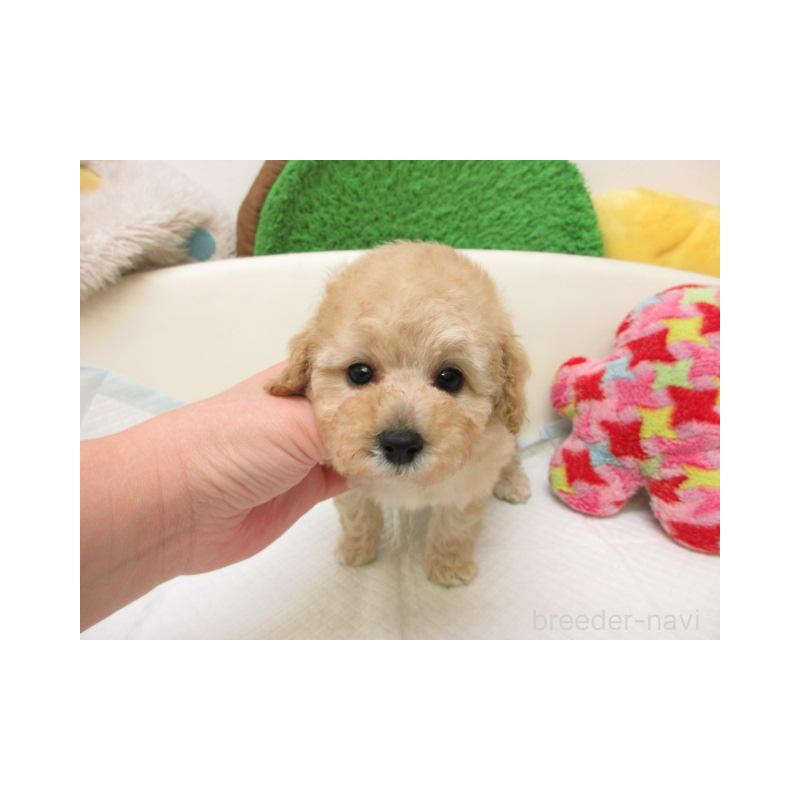 販売中の大阪府のトイプードル-444123の1枚目