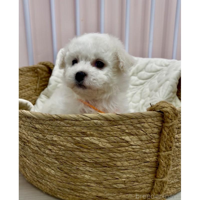 販売中の滋賀県のビションフリーゼ-444124の3枚目