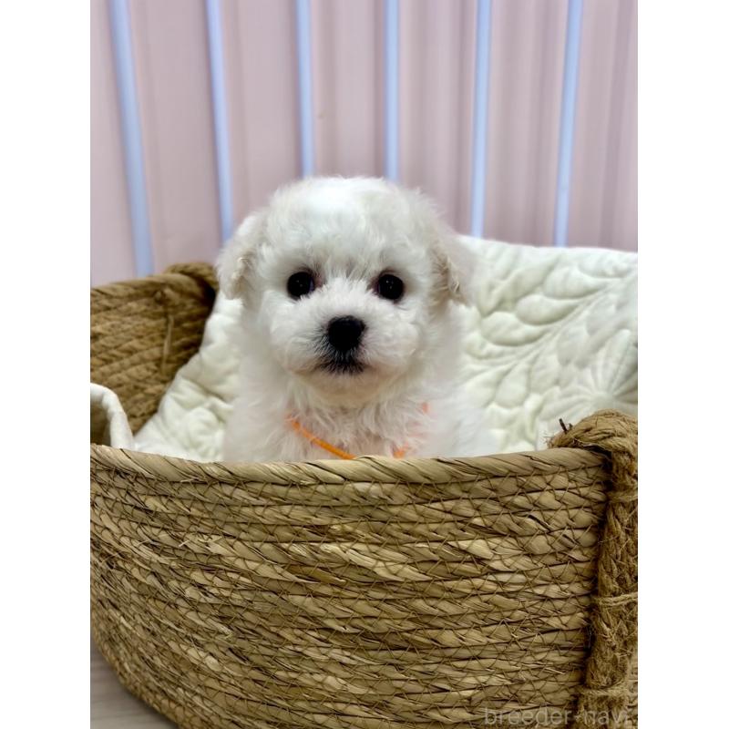 販売中の滋賀県のビションフリーゼ-444124の2枚目