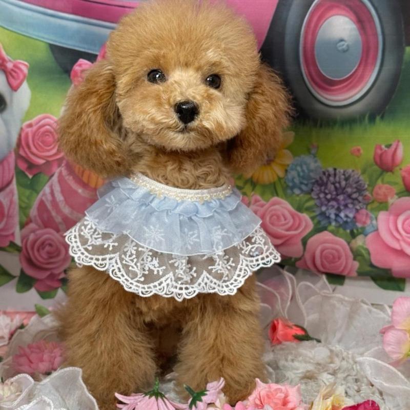 販売中の広島県のトイプードル-424405の5枚目