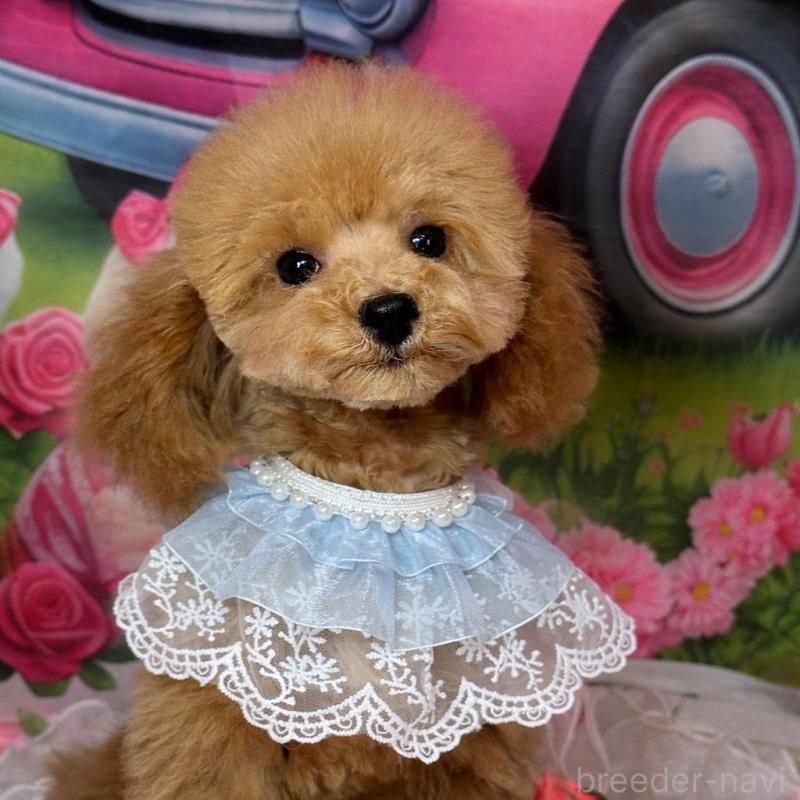 販売中の広島県のトイプードル-424405